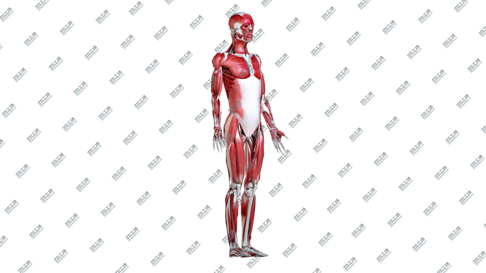 images/goods_img/20210313/Female Body, Skeleton and Muscles (Low Poly) 3D model/4.jpg
